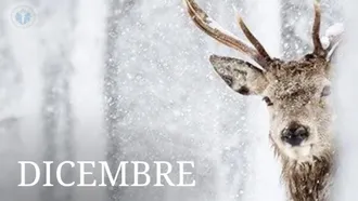 DICEMBRE Previsione Numerologica Matrice del Destino